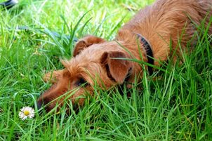 Přírodní antioxidanty v granulích a jejich účinky na zdraví psa