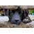 Video: Dogtrace D-Fence 101, 202, 1001, 2002 elektronický ohradník pro psy