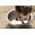 Fontány, dávkovače vody a pítka pro psy i kočky - jak vybrat?