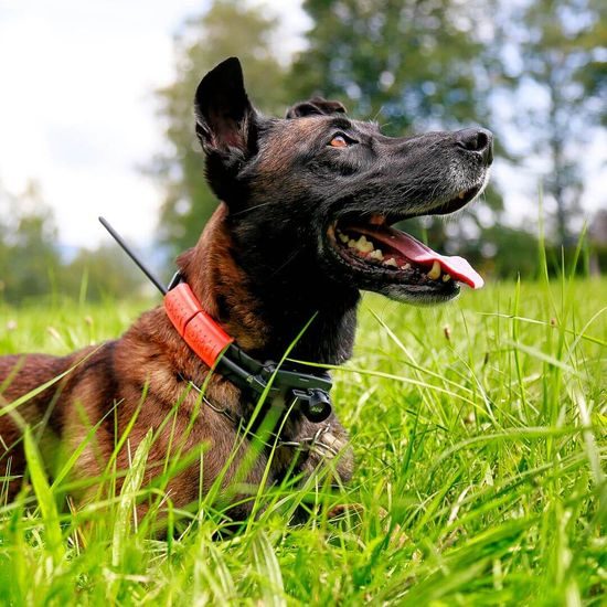 Vyhledávací a výcvikové zařízení se zvukovým lokátorem DOG GPS X25TB