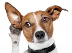 Training für taube Hunde mit elektronischem Halsband. Ist es möglich? Und wie?