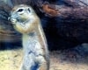 Adopce veverky kapské