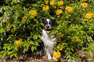 Pes a zahrada: Jak psa zabavit a zabránit ničení zahrady