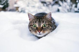 Kočičí život v zimě
