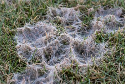 Sněžná plíseň na trávníku — jak jí předcházet a co dělat, když se objeví