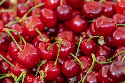 Třešně dozrávají: Ochraňte úrodu před hladovými ptáky