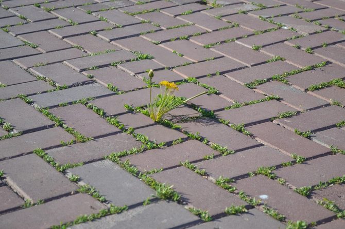 Jak na plevel ve spárách dlažby: Bitva, která nikdy nekončí
