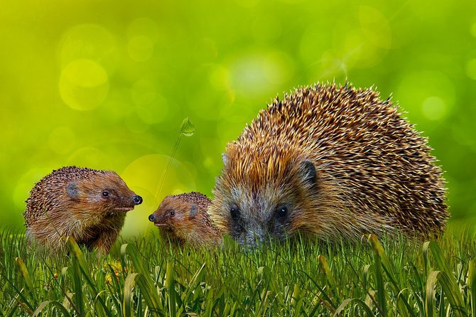 Co dělat, když na zahradě najdete malého ježka?