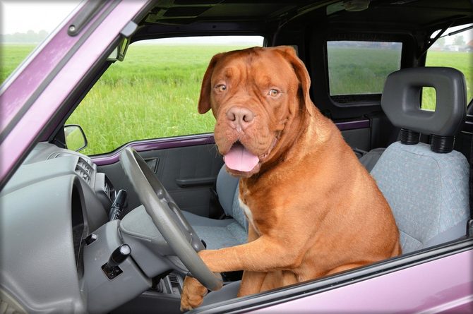 Berete psa na výlet? Jak na jeho bezpečnou přepravu v autě