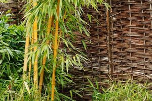 Bambus ako doplnok záhrady