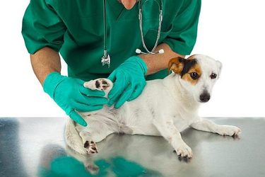 Ako psovi správne odstrániť kliešťa? Kompletný návod a prevencia
