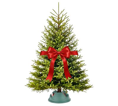 vianočný stromček zadarmo