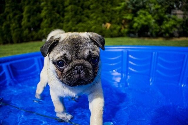 Pes v psom bazéne
