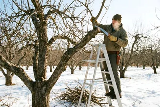 Februárový rez drevín: Ako využiť oteplenie a neurobiť chybu