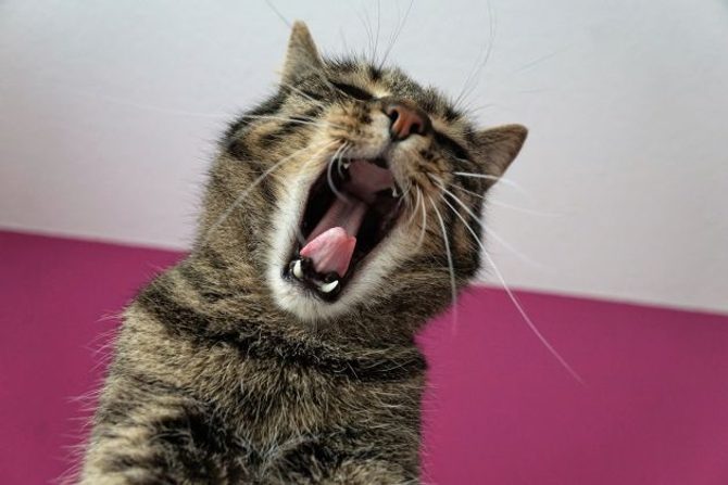Čo hovorí mačka mňaukaním?