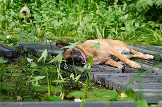 Zdravie psa v horúcich dňoch: Ako minimalizovať riziko prehriatia