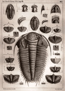 TRILOBIT - FOSSIL HUNT, PALEONTOLOGICKÉ TRIČKO PÁNSKÉ - TRIČKA PÁNSKÁ