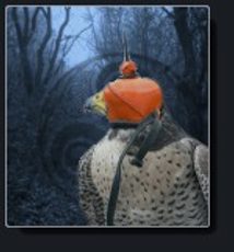 sokolnictví