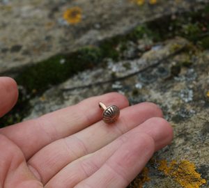 VIKINSKÝ KNOFLÍK, BIRKA, ŠVÉDSKO BRONZ - PŘEZKY, KOVÁNÍ NA OPASKY{% if kategorie.adresa_nazvy[0] != zbozi.kategorie.nazev %} - ŠPERKY - BRONZ, ZINEK, BIŽUTERIE{% endif %}