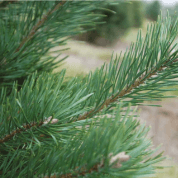 SCOTS PINE REED DIFFUSER - REED-DIFFUSOREN