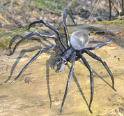 BLACK WIDOW, FORGED SPIDER FIGURE WITH GLASS - FORGED PRODUCTS