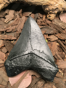 CARCHAROCLES MEGALODON, SHARK TOOTH, REPLICA - FOSSILIEN