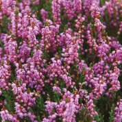 HEATHER AND WILD BERRIES REED DIFFUSER, SCOTLAND - REED-DIFFUSOREN