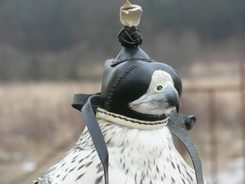 FALCONRY HOOD XXVI