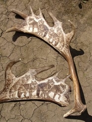 WOLF PACK, carving, deer antler