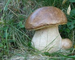 Edible Boletus, outdoor decoration