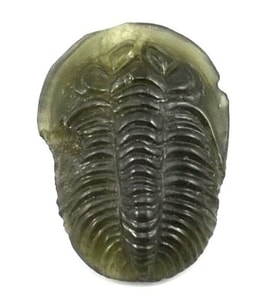 TRILOBITE, RAW MOLDAVITE STONE - GLYPTICA - MOLDAVITES, CZECH{% if kategorie.adresa_nazvy[0] != zbozi.kategorie.nazev %} - SILVER JEWELLERY{% endif %}