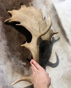 GERI, FREKI AND HUGINN, MUNINN, CARVED ANTLER, SCRIMSHAW - PRODUCTS FROM ANTLER, WOOD{% if kategorie.adresa_nazvy[0] != zbozi.kategorie.nazev %} - PAGAN DECORATIONS{% endif %}