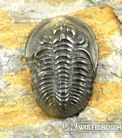 TRILOBITE, RAW MOLDAVITE STONE - GLYPTICA