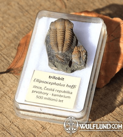 TRILOBITE, ELLIPSOCEPHALUS HOFFI, JINCE, BOHEMIA, CAMBRIAN