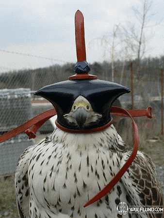 FALCONRY HOOD XXIX