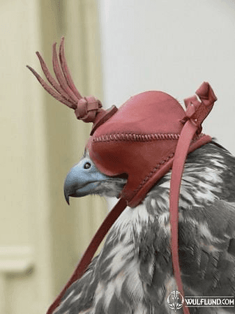 FALCONRY HOOD I