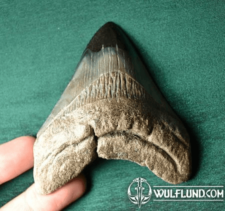 CARCHAROCLES MEGALODON, FOSSIL SHARK TOOTH