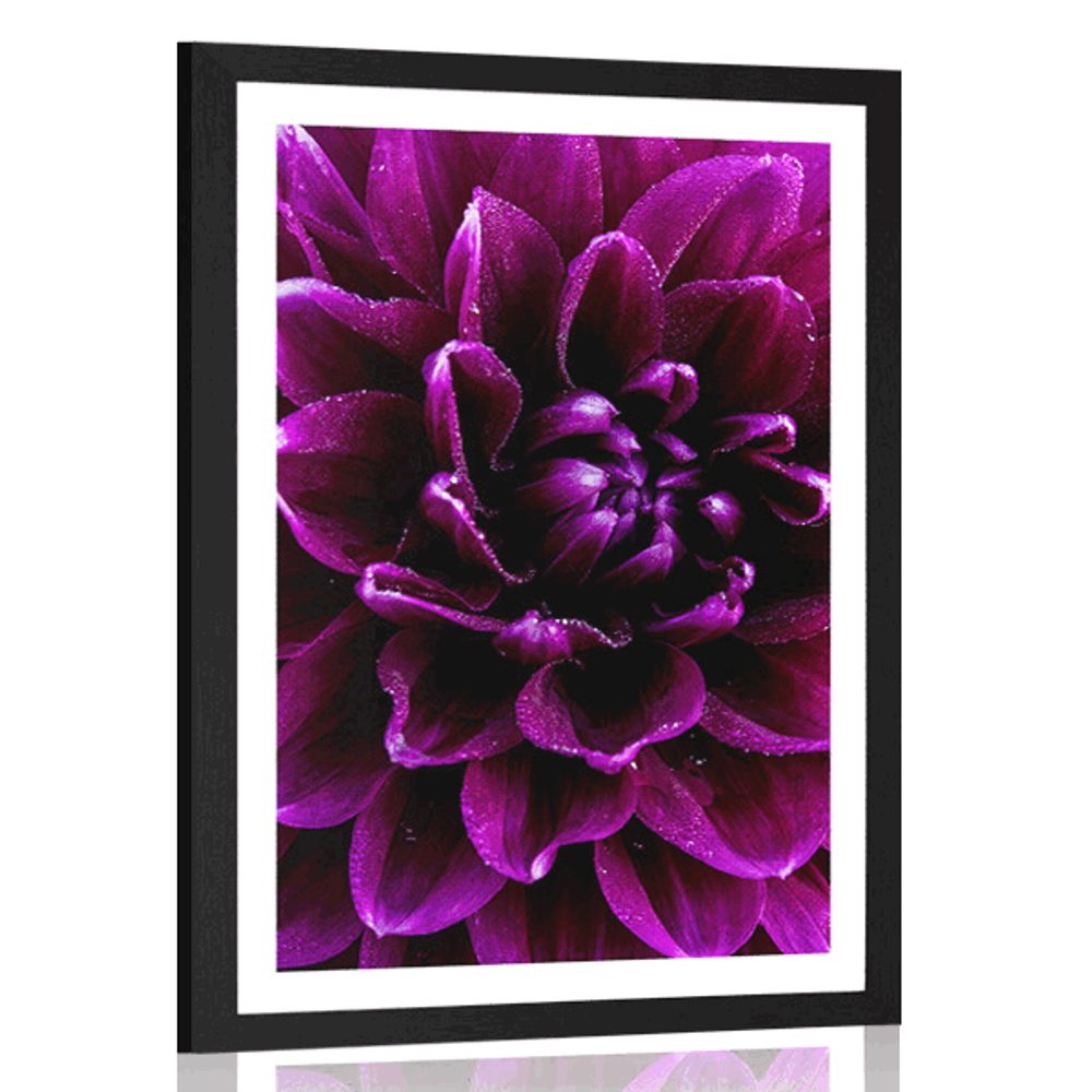 Plagát s paspartou purpurovo-fialový kvet