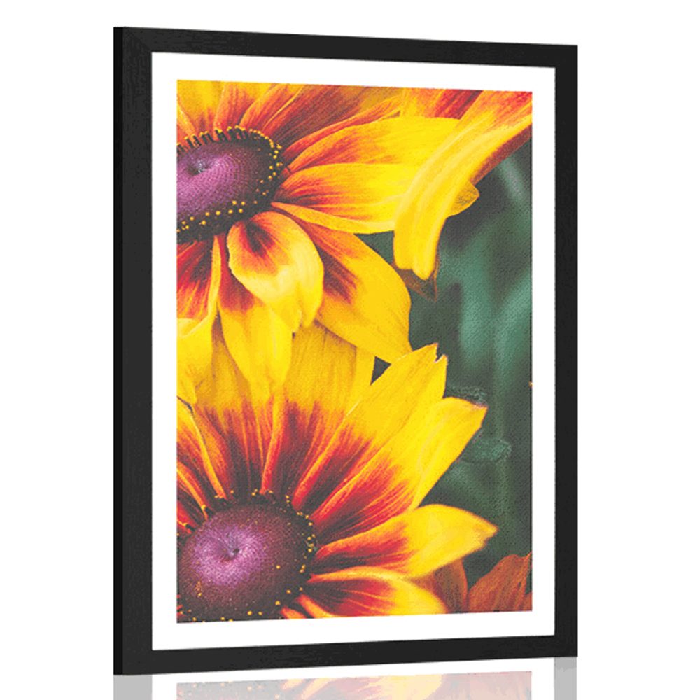 Plakát s paspartou atraktivní dvoubarevné květiny