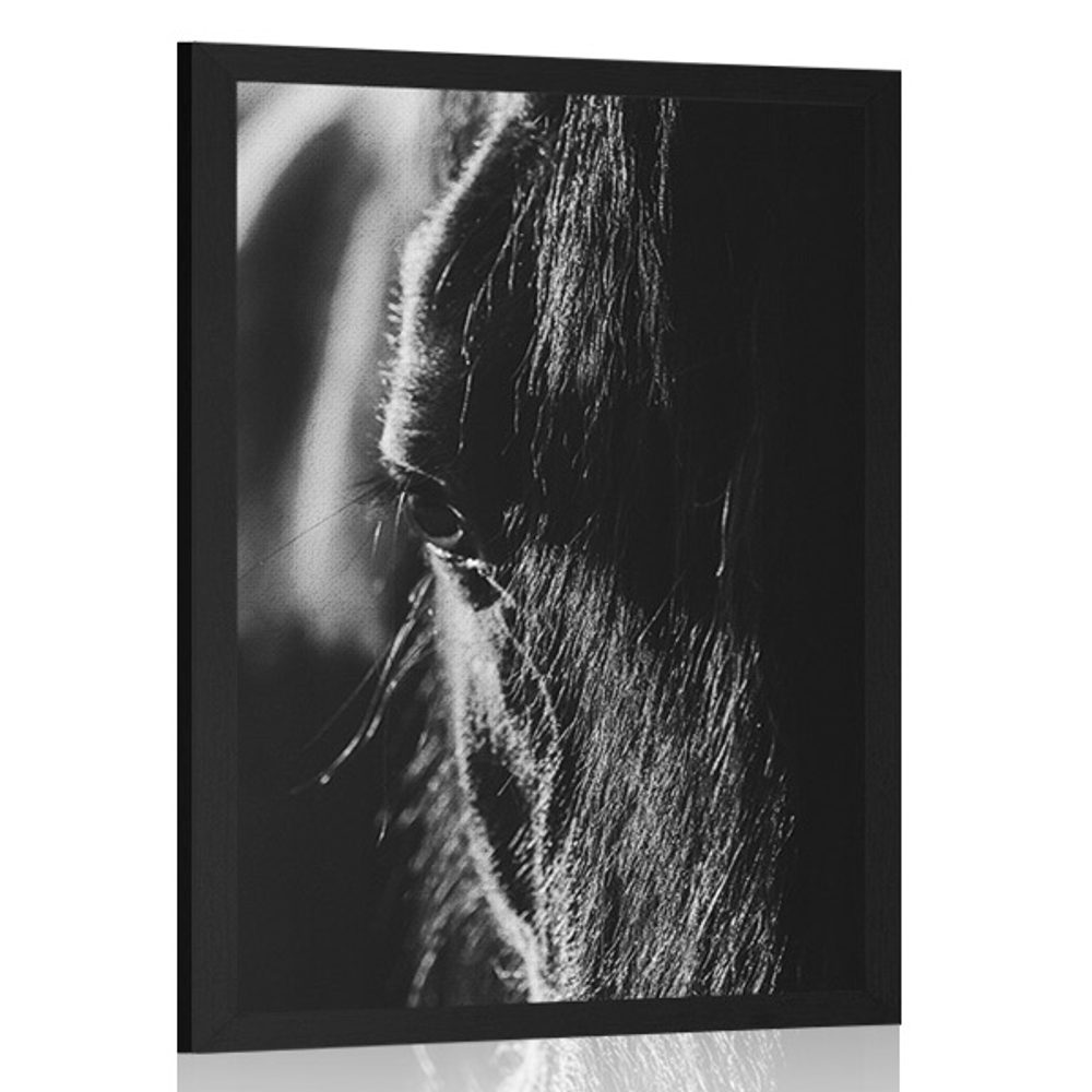 Plakát majestátní kůň v černobílém provedení