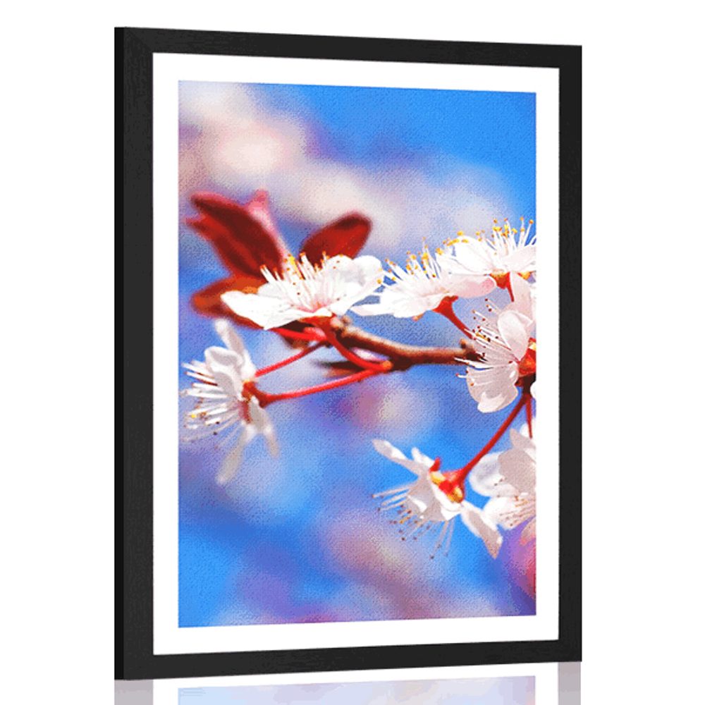 Plakát s paspartou třešňový květ