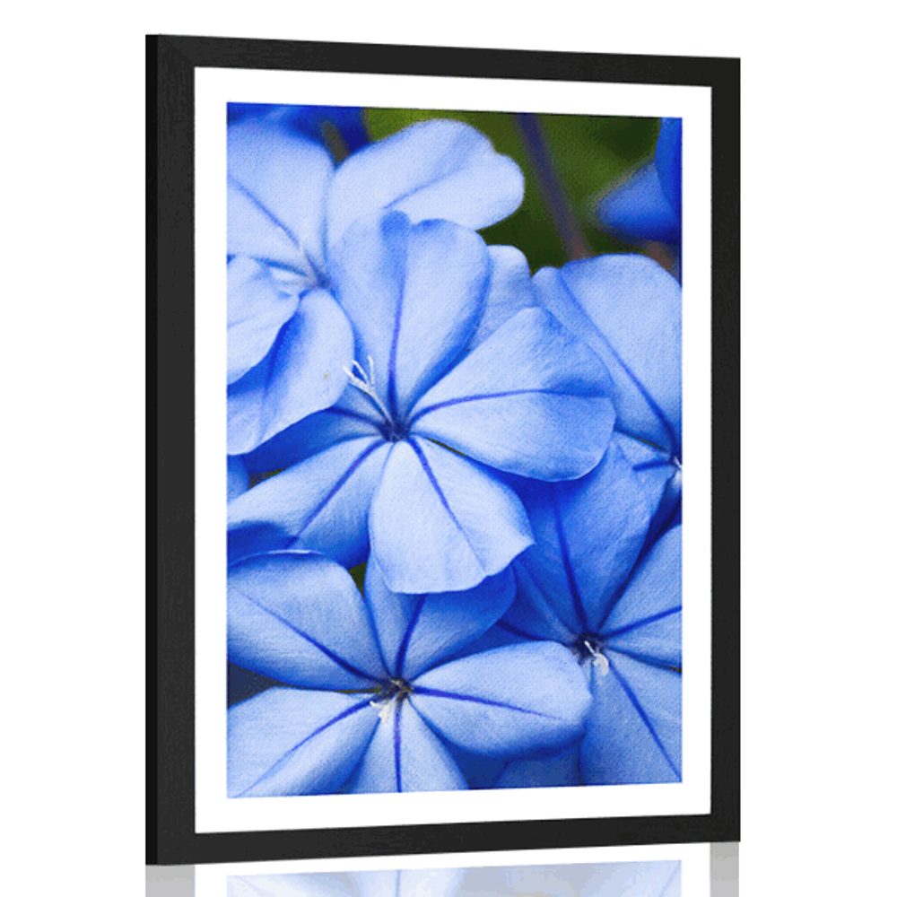 Plagát s paspartou divoké modré kvety