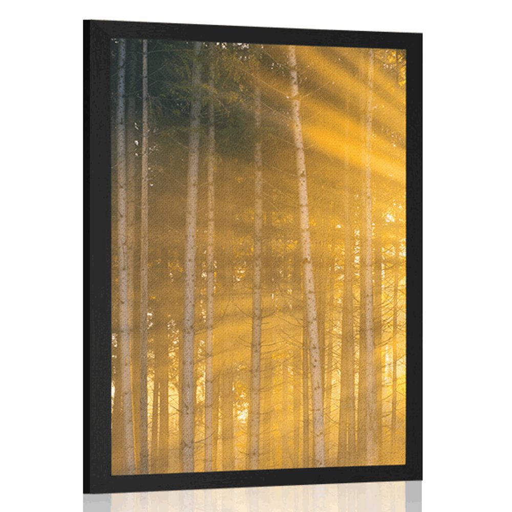 Plakát slunce za stromy