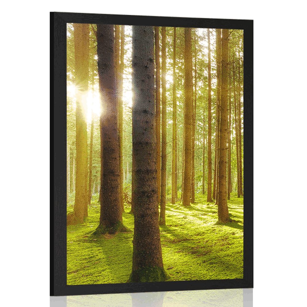 Plakát slunečné ráno v lese