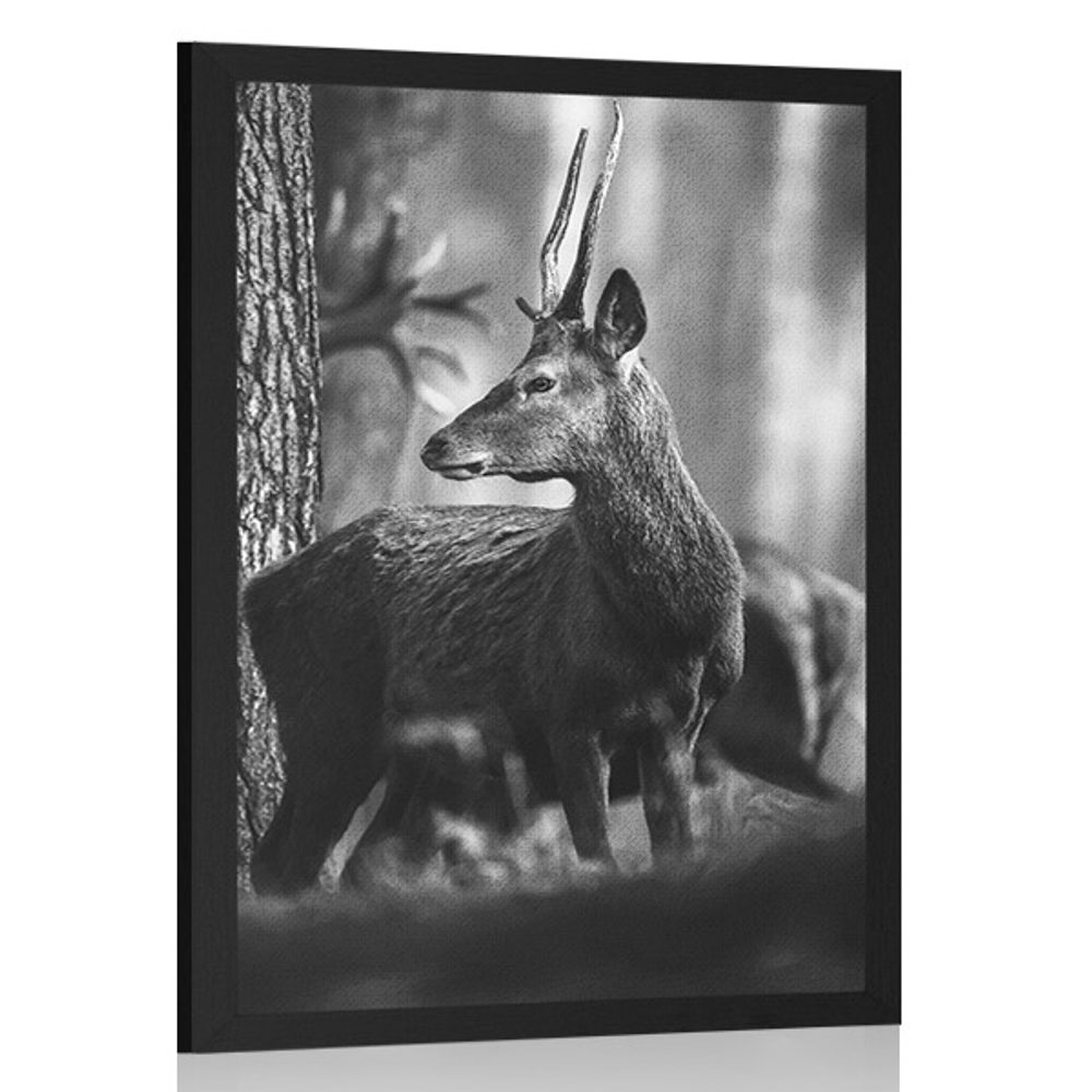 Plakát jelen v borovém lese v černobílém provedení