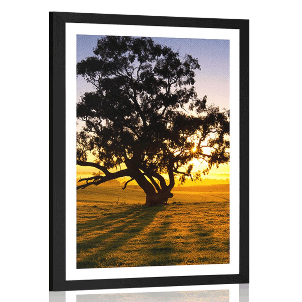 Plagát s paspartou osamelý strom pri západe slnka