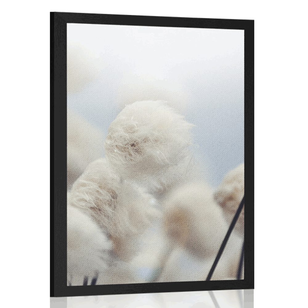 Plakát arktické květiny bavlny