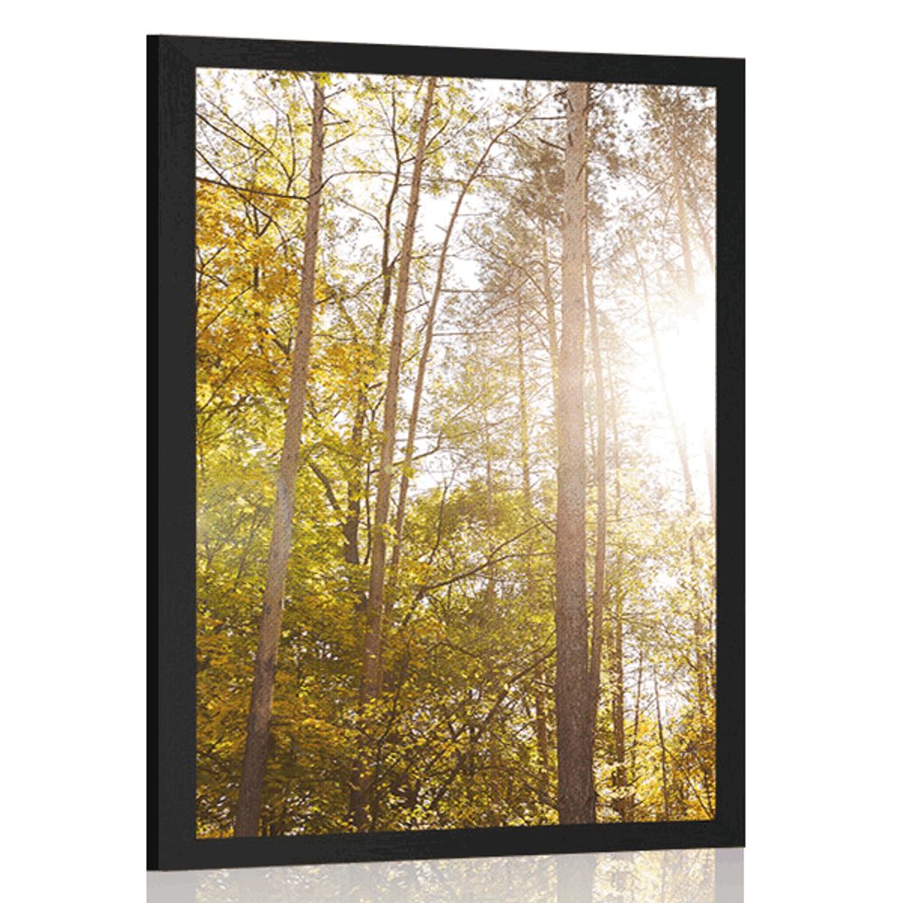 Plakát les v podzimních barvách