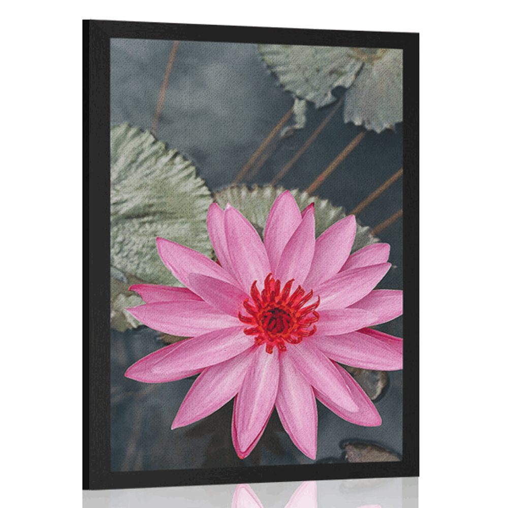 Plakát okouzlující lotosový květ