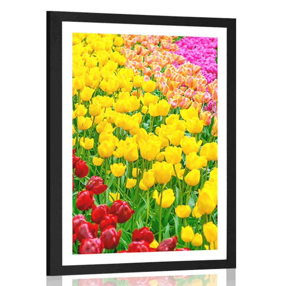 Plakát s paspartou zahrada plná tulipánů